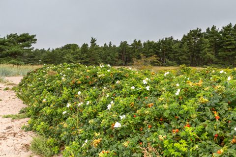 eine gigantische Hagebuttenhecke