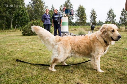 Alice der Retriever