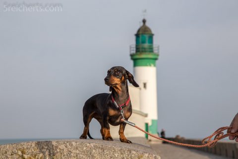 Grindel und Leuchtturm