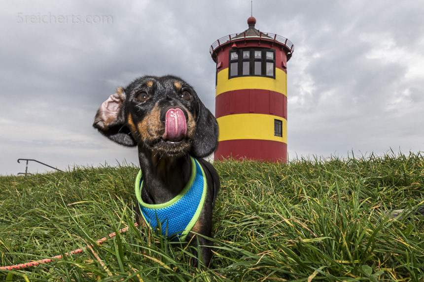 Eigentlich war das Otto-Leuchtturm-Gelände für Hunde verboten. Das Schild war aber verdeckt und keiner schien sich drum zu scheren.
