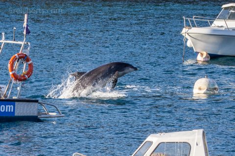 Springender Delfin im Hafen