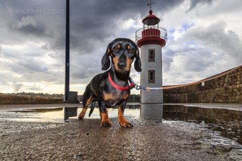 Der Hafenleuchtturm von Erquy mit Grindel