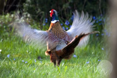 Fasan beim Flügelburren
