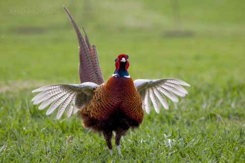 Fasan beim Flügelburren