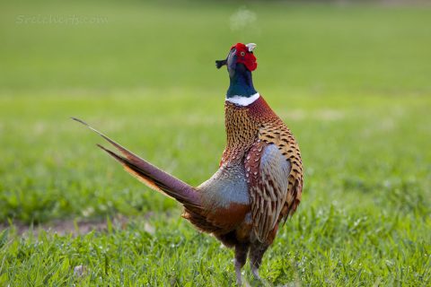 Fasan in Schweden
