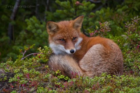 Naturfotografie macht glücklich - Fuchs, Lofoten
