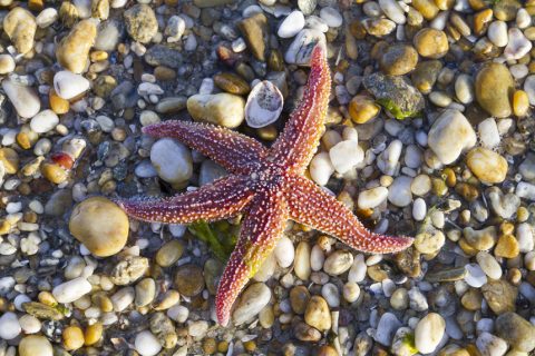 Naturfotografie macht glücklich -Seestern, Bretagne