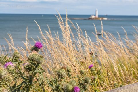 Sommertag, St Marys Lighthouse
