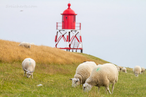 Schafe und Leuchttturm, Stavoren, Niederlande