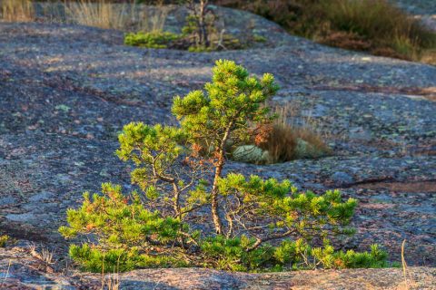 Küste bei Geta, Åland, Finnland