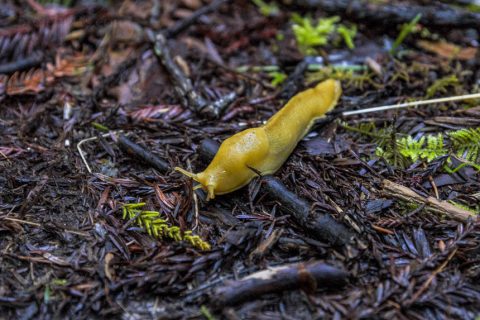 Banana Slug - wo der Name wohl herkommt?