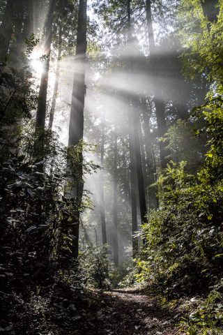 Magisches Licht im WaldMagisches Licht im Wald