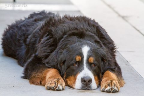 müder Hund in den Gassen von Ste Marie de la Mer, Camargue