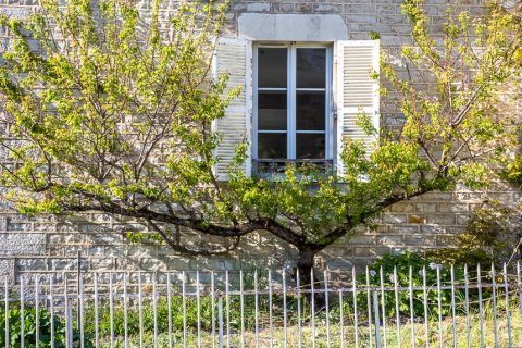 Baum am Haus