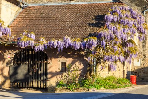 Blüten am Haus