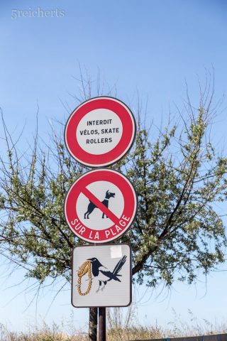 diebische Elster, Camargue