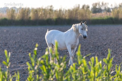 Camargue Pferd