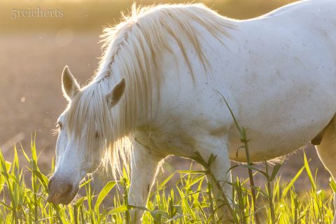 Camargue Pferd