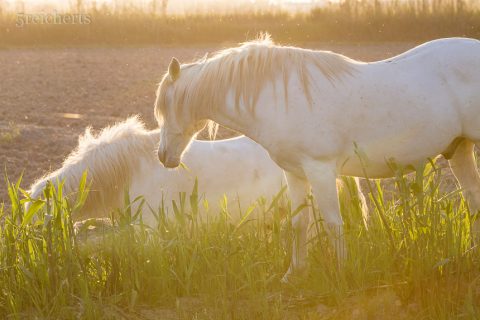 Camargue Pferd