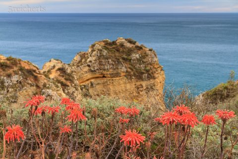 Ponta da Piedade