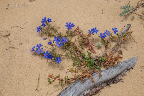 Pflanzen in der Düne, Andalusien