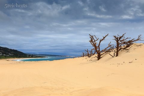 Düne und Bäume, Andalusien