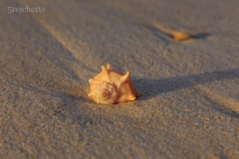 Schnecke, Manta Rota, Algarve, Portugal