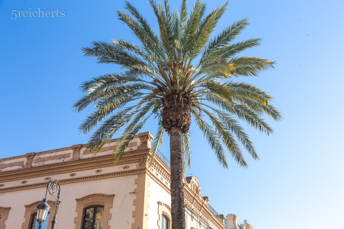 Ich mag immer noch die Palmen, Andalusien