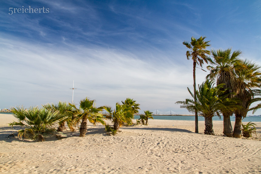 Palmen am Strand von Puerto Sherry, Andalusien
