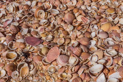 Am Strand von Benagil liegen unglaublich viele Muscheln