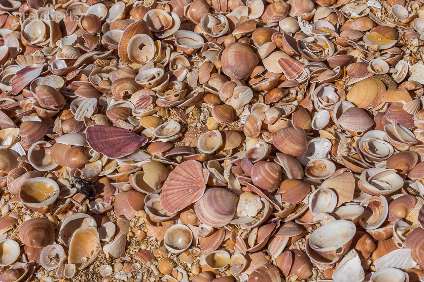 Am Strand von Benagil liegen unglaublich viele Muscheln