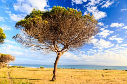 Pinien vor dem Campingplatz, Andalusien