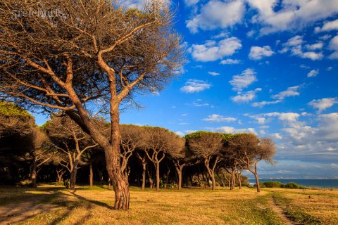 Pinien vor dem Campingplatz, Andalusien