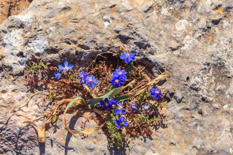 Blumen