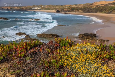 Blumen und Meer