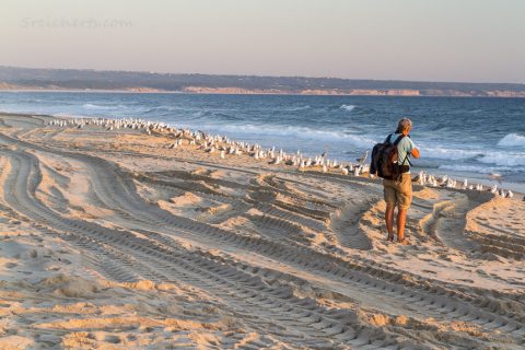 Gabi am Strand, Spuren der Traktoren