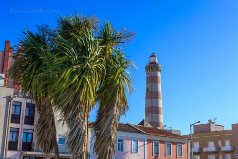 Palmen und Leuchtturm in Barra, Portugal