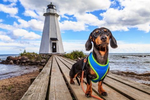 Dackel Grindel vor dem Leuchtturm Vänas, Schweden