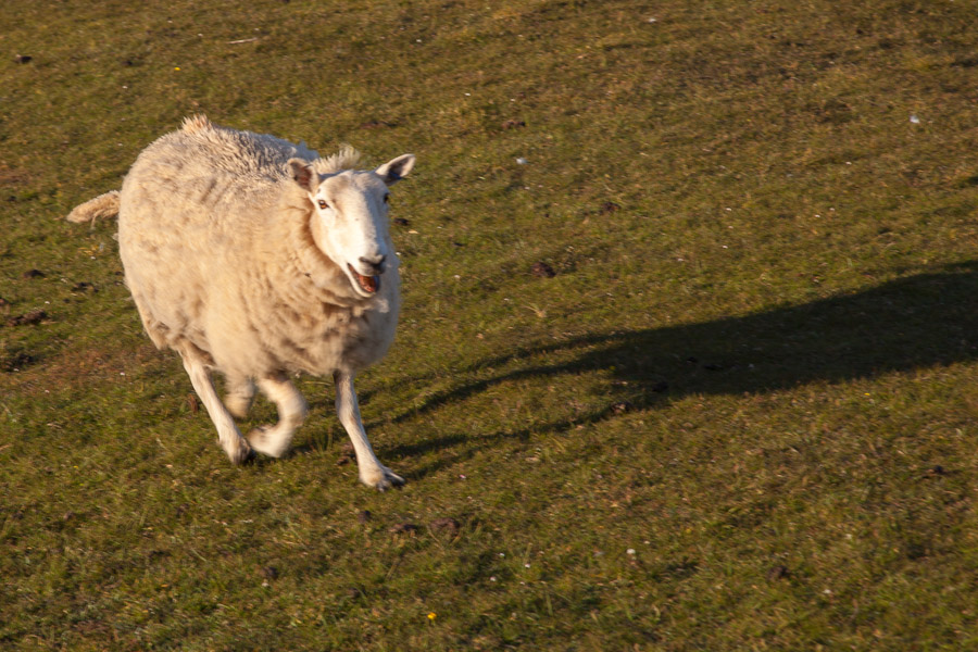 rennendes Schaf