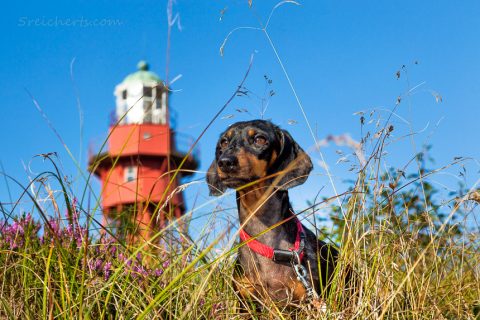 Dackel in Sandhammaren, Schweden