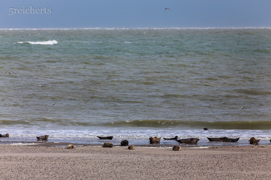Robben auf der Sandbank