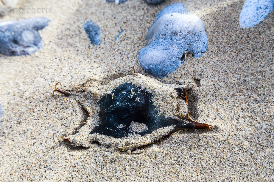 Hülle eines Rocheneis im Sand, Picardie