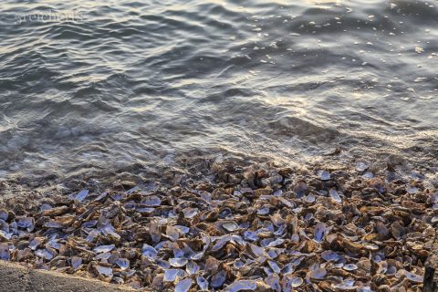 Kein Sand, nur Austernschalen