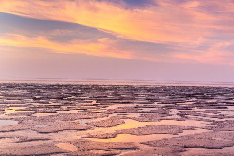 Das Wattenmeer, Zwaarte Haan