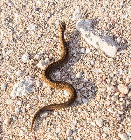 Klitzekleine Kreuzotter, Gotland, Schweden