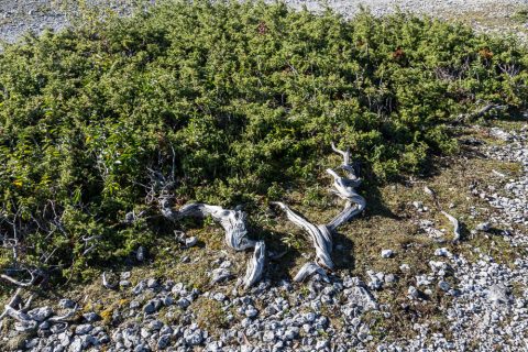 Langhammars, Fårö, Gotland, Schweden