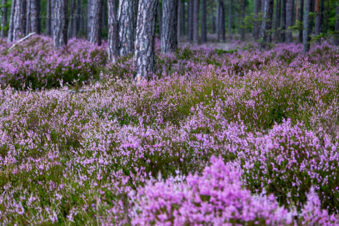 Heide im Wald, Gotland, Schweden