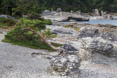 Lergaravs Viken, Gotland, Schweden