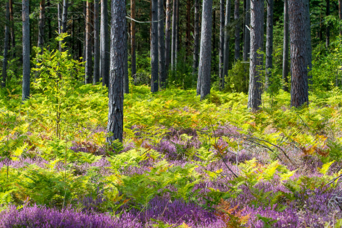 Wald, Fårö, Gotland, Schweden