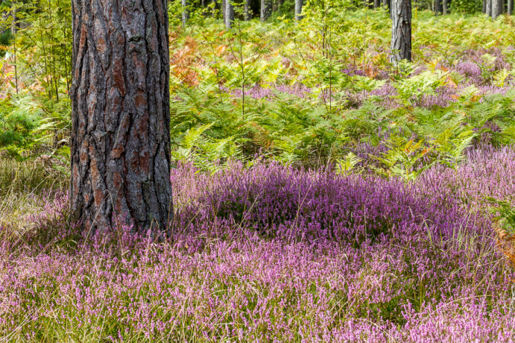 Heide im Wald, Gotland, Schweden